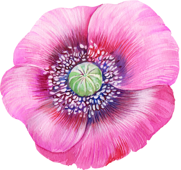 poppy watercolor