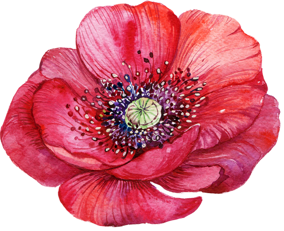 red poppy watercolor