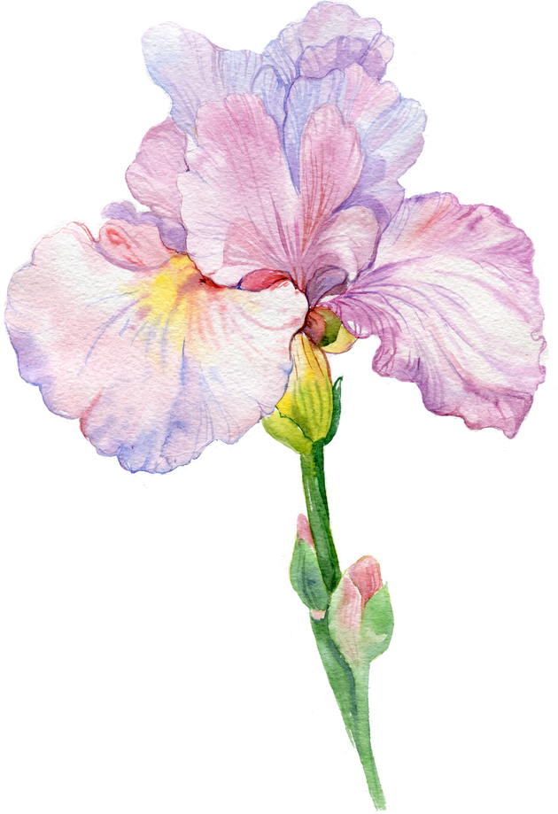 Iris Watercolor Element