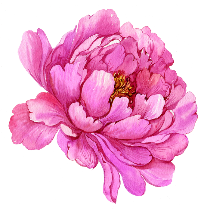 Peonies flower watercolor