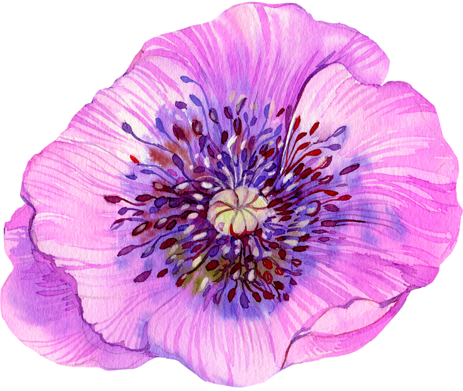 poppy watercolor