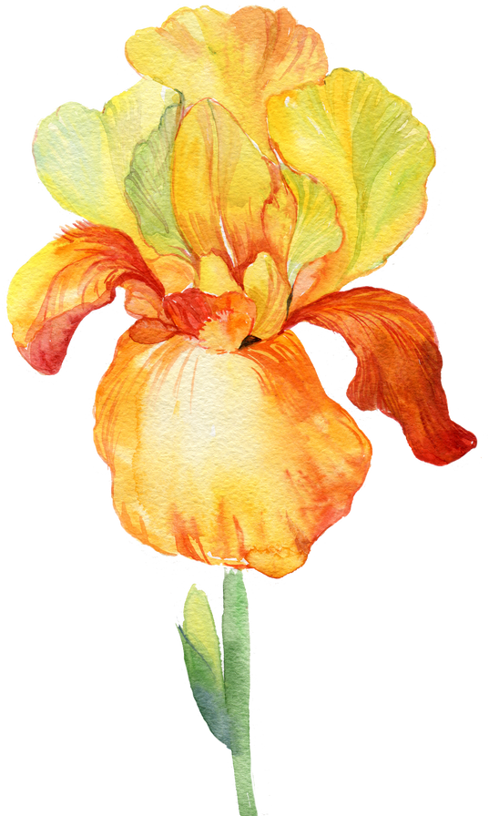 Yellow Flower Iris Watercolor Element