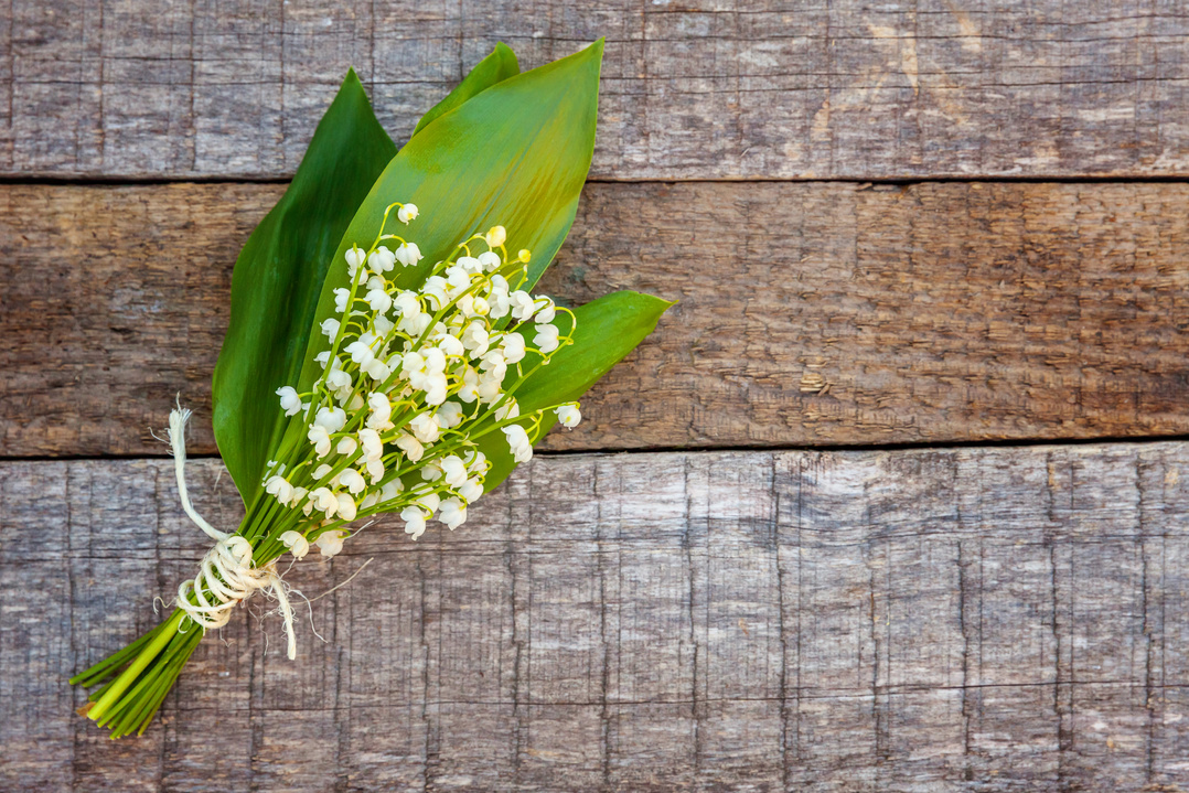 Lily of the valley or may-lily