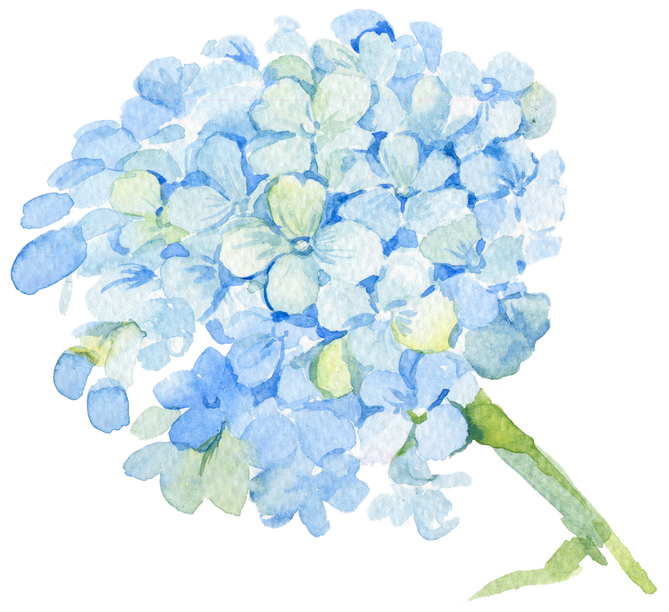 hydrangea watercolor