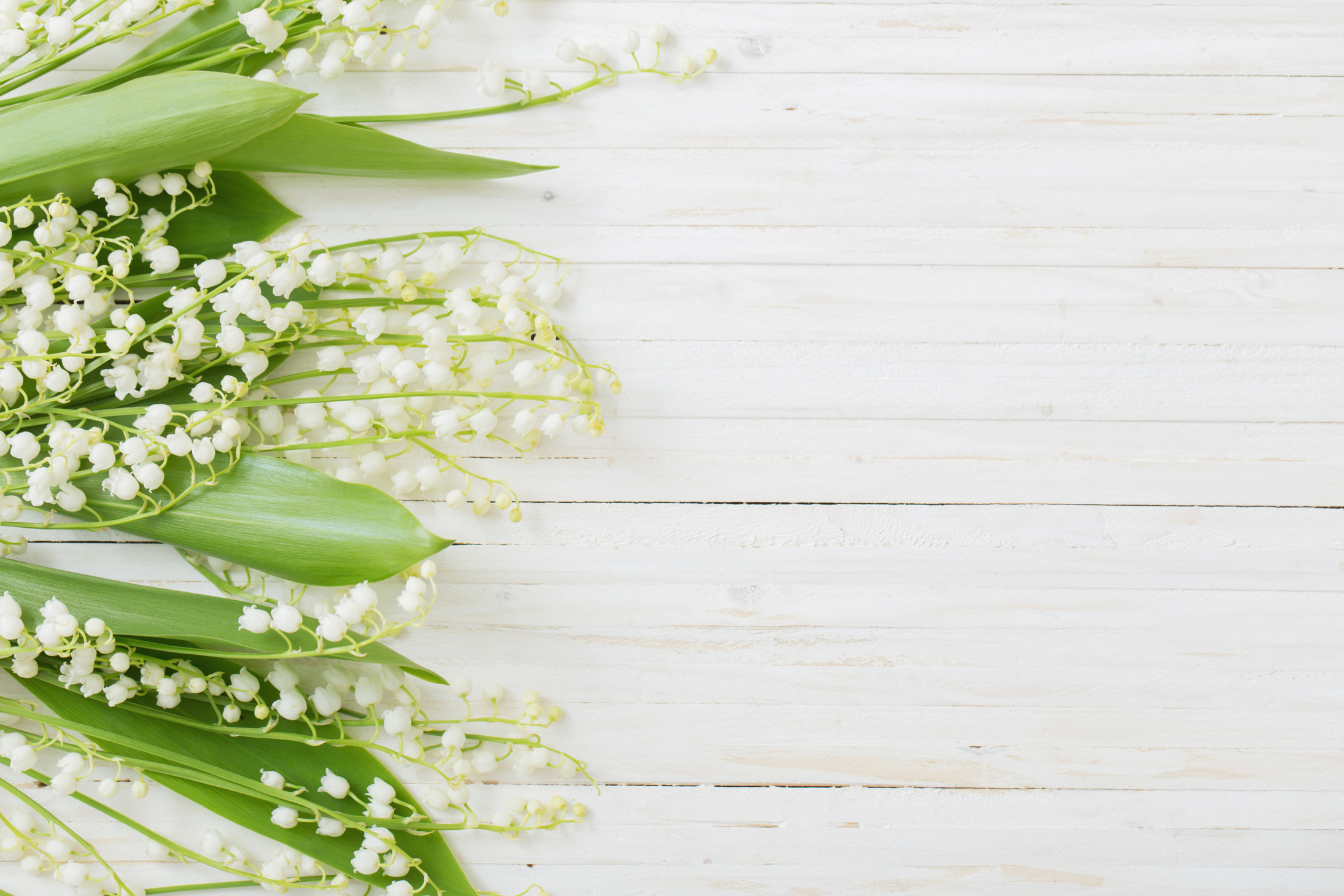 may-lily on wooden background