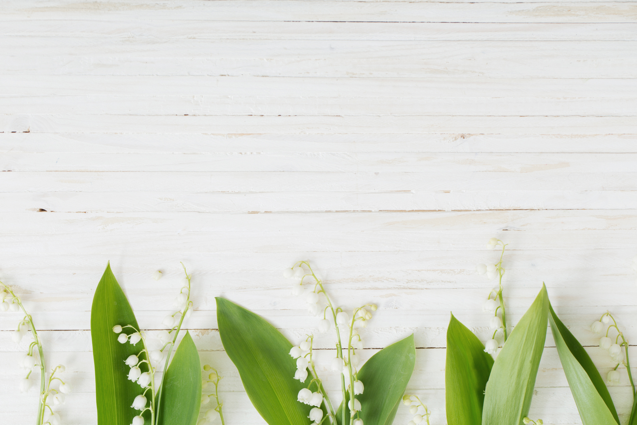 may-lily on wooden background