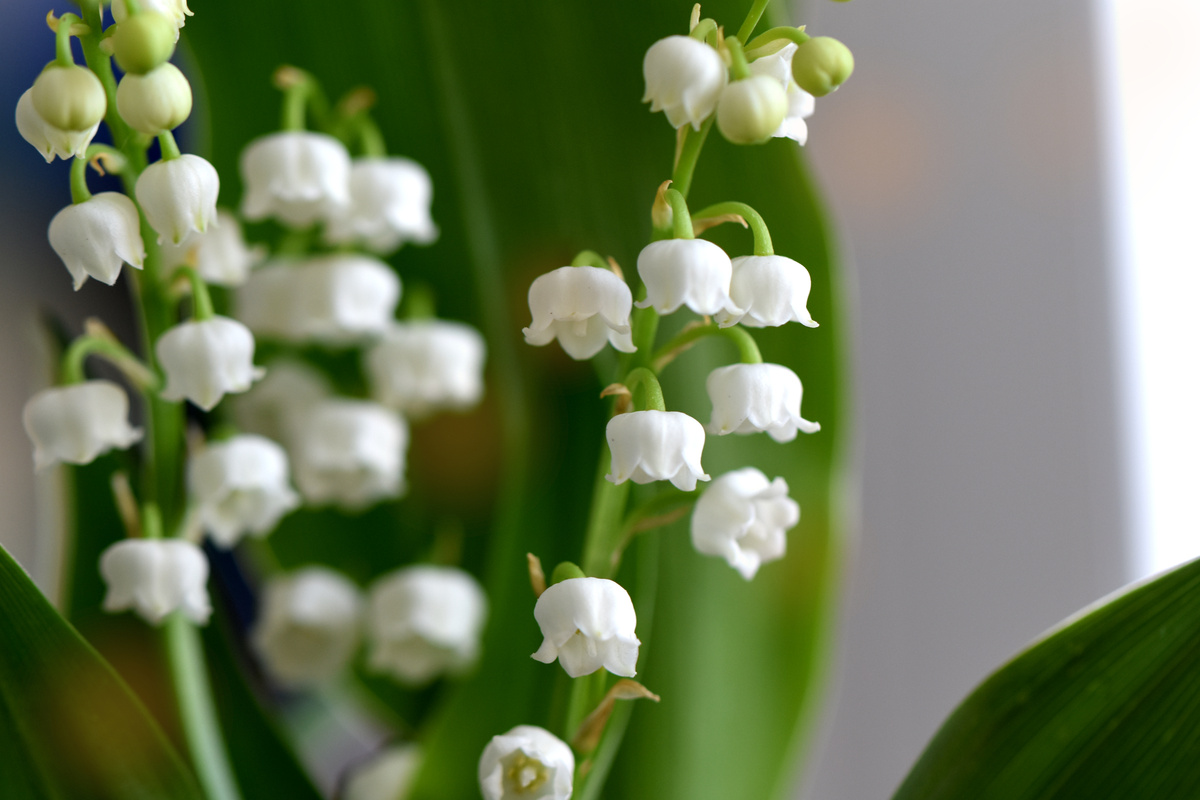 Photo flowers lily of the valley feast of may 1st