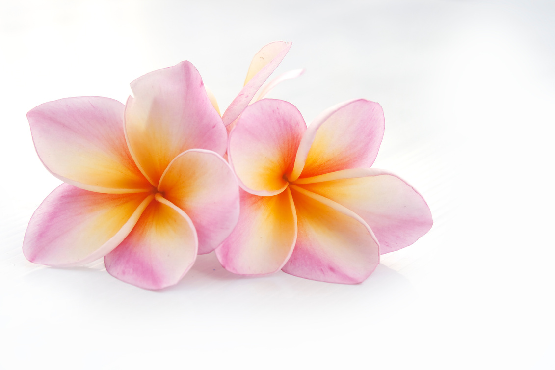 Plumeria