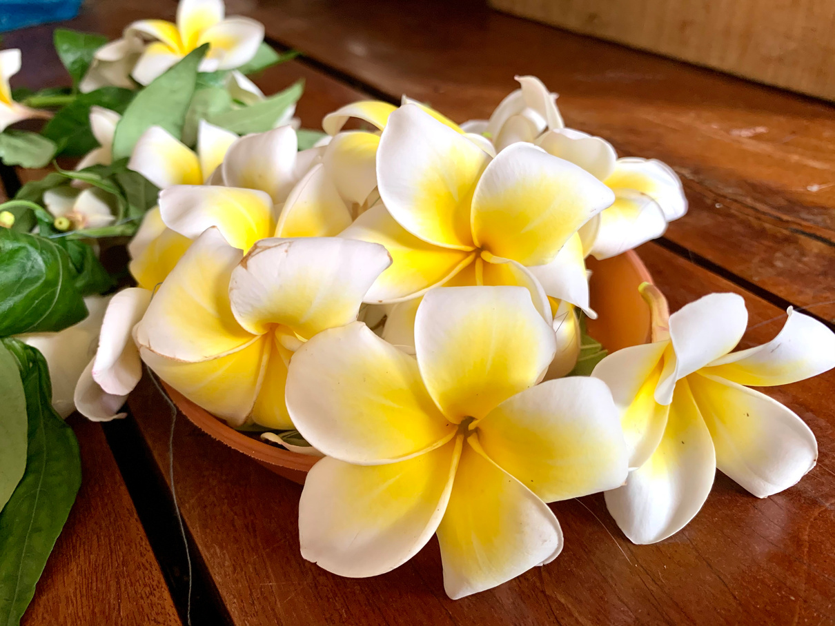 Fresh  Plumeria Flowers 