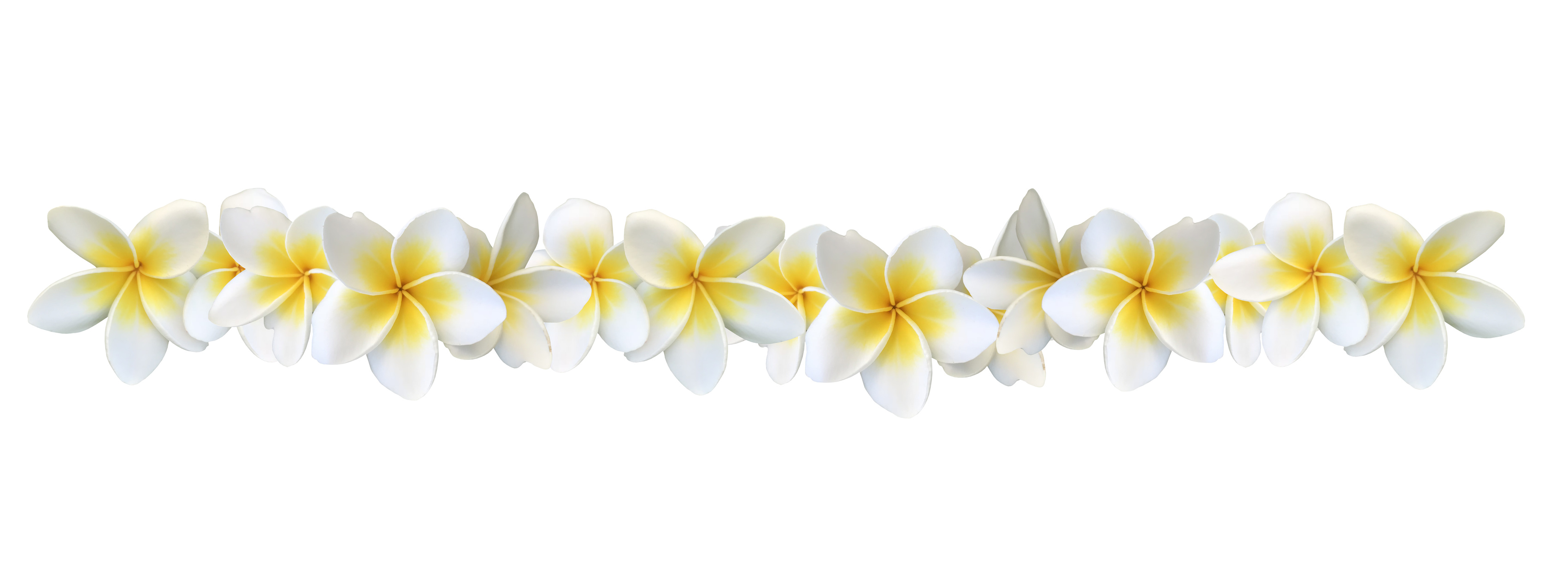 Frangipani plumeria flower border