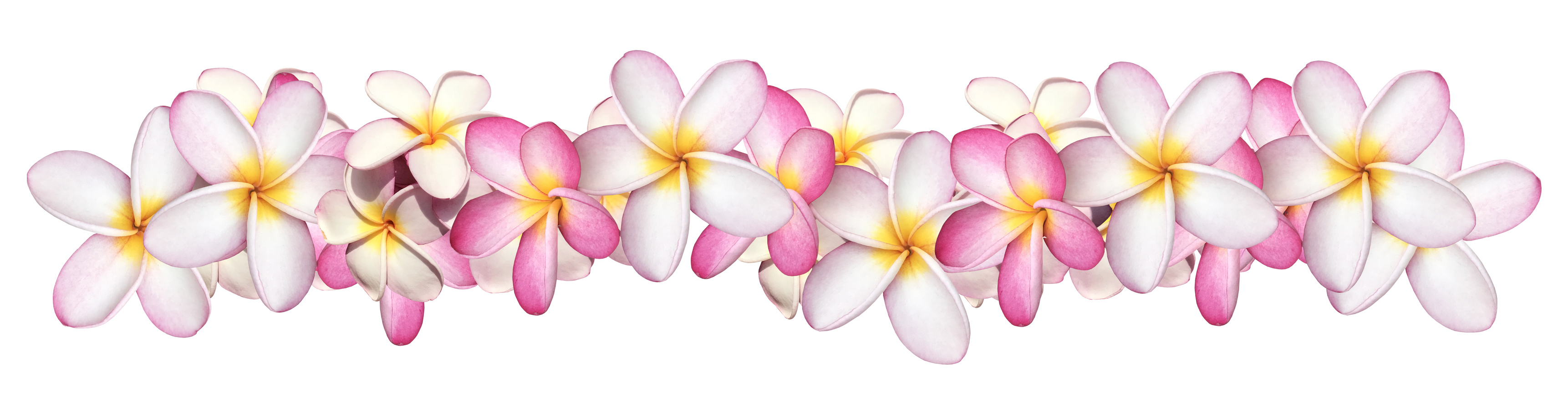 Pink Frangipani plumeria flower border